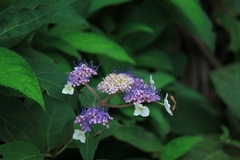 Hydrangea strigosa