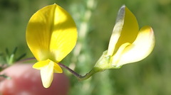 Aspalathus biflora longicarpa