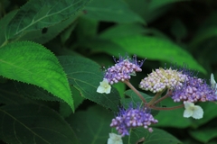 Hydrangea strigosa