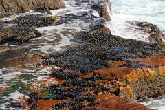 Choromytilus meridionalis