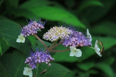 Hydrangea strigosa