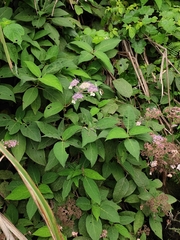 Hydrangea strigosa