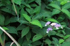 Hydrangea strigosa
