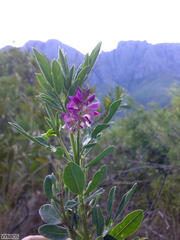 Indigofera cytisoides