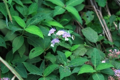 Hydrangea strigosa