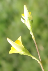 Aspalathus biflora longicarpa
