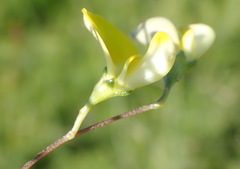 Aspalathus biflora longicarpa