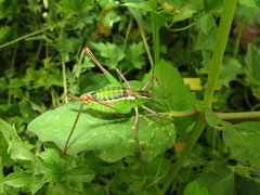 Mactruchus ischnodus