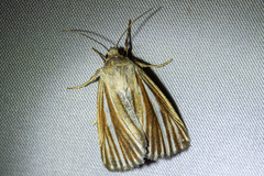 Heliocheilus cramboides