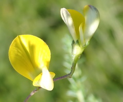 Aspalathus biflora longicarpa
