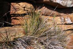 Juncus kraussii kraussii