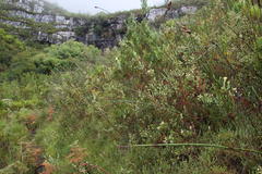 Stylapterus dubius