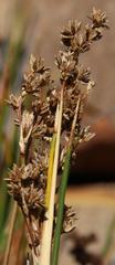 Juncus kraussii kraussii