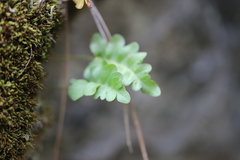 Polypodium hesperium