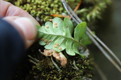 Polypodium hesperium
