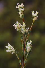 Stylapterus dubius