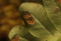 Polypodium hesperium