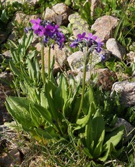 Primula nivalis