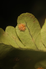 Polypodium hesperium