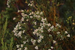 Stylapterus dubius