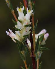Stylapterus dubius