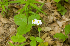 Fragaria moschata