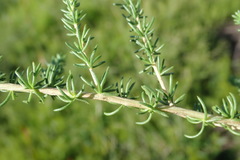 Aspalathus biflora longicarpa