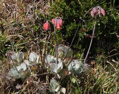 Cotyledon orbiculata orbiculata