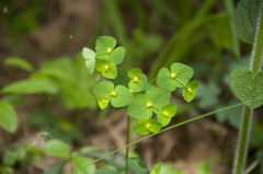 Euphorbia angulata