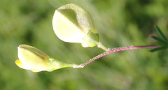 Aspalathus biflora longicarpa