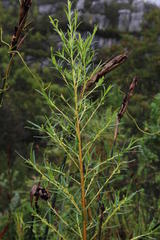 Empleurum unicapsulare