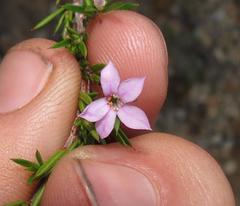 Coleonema aspalathoides