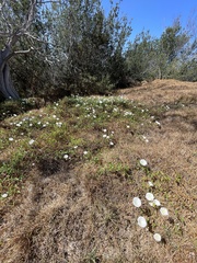 Calystegia macrostegia macrostegia