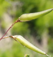 Aspalathus biflora longicarpa