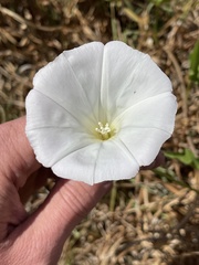 Calystegia macrostegia macrostegia