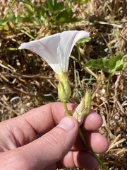 Calystegia macrostegia macrostegia