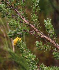 Aspalathus securifolia