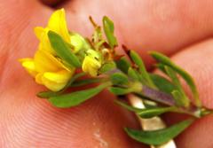 Aspalathus securifolia