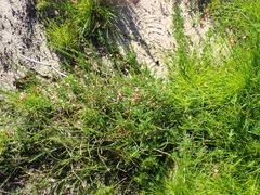 Indigofera verrucosa