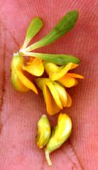 Aspalathus securifolia