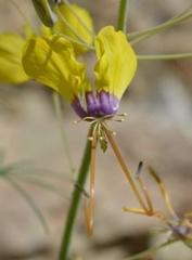 Cleome angustifolia diandra