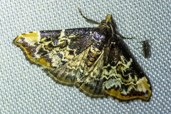 Corgatha sideropasta