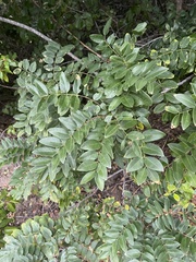 Cassia abbreviata subsp. beareana image