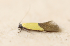 Opogona protodoxa
