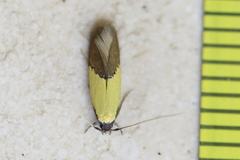 Opogona protodoxa