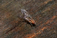Helinomydaea fuscoflava