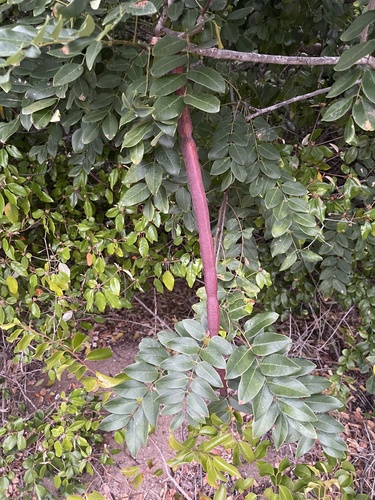 Cassia abbreviata subsp. beareana image