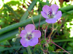 Geranium flanaganii