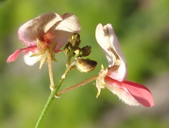 Indigofera verrucosa
