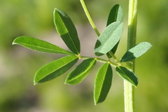 Indigofera verrucosa
